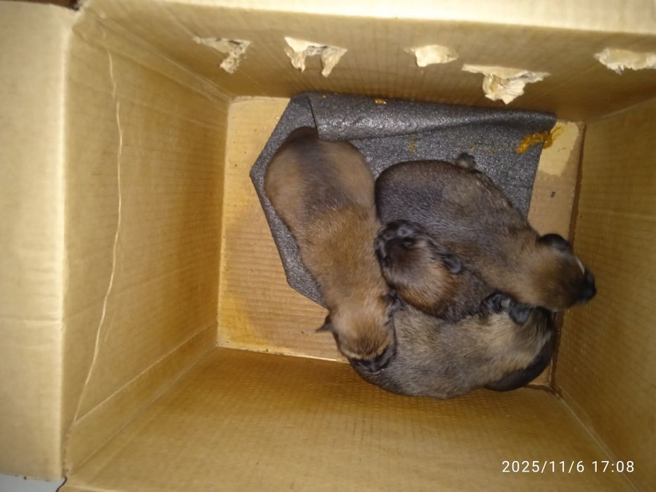 Отдам щенков в добрые руки