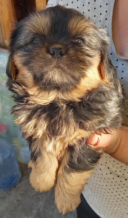 Продаю щенят в хорошие руки