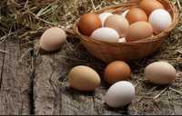 Ouă Bio de țară, găini crescute la lumina zilei livrare București