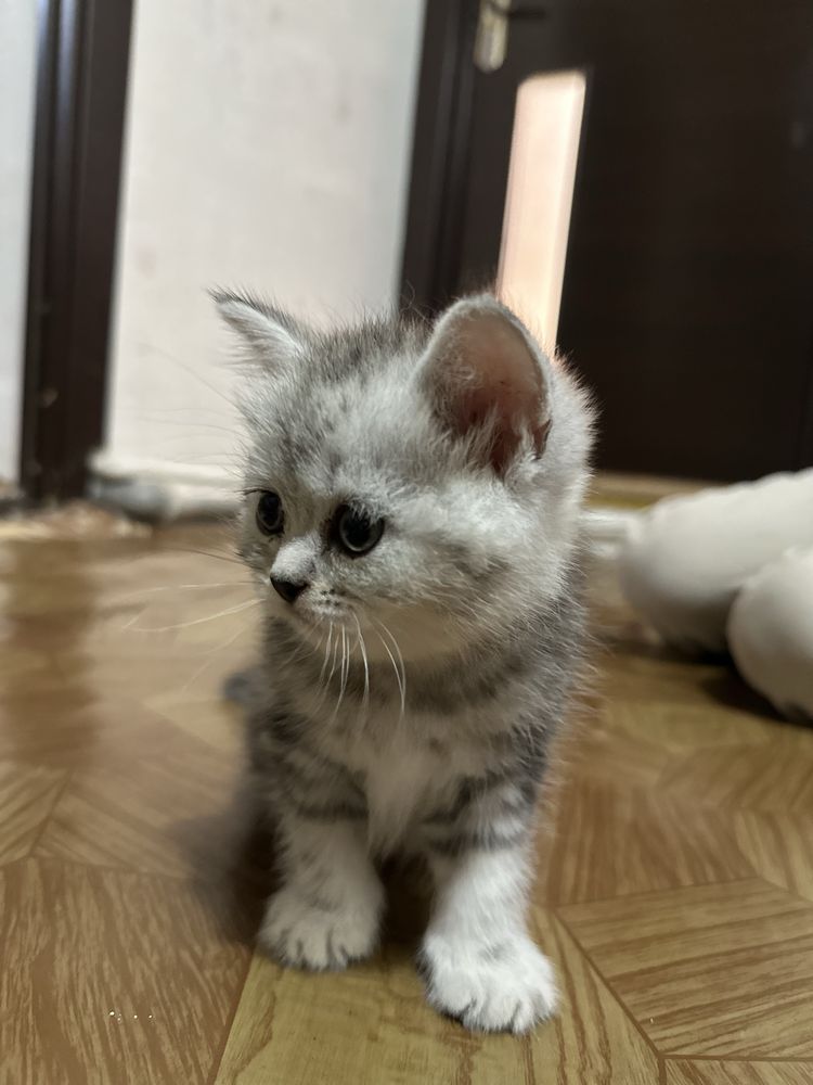 Пародали мушукла сотилади 3 та