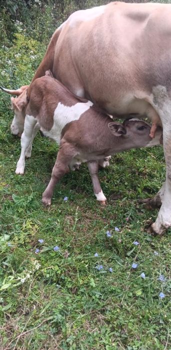 Vând vaca fara vițel