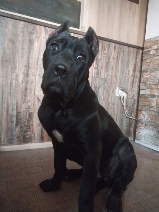 Продаются щенки Кане Корсо. Девочка, 5 мес.