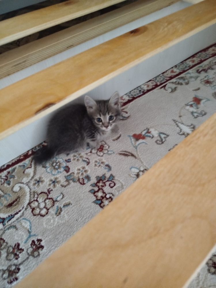 отдам котят 1 мальчик, 2 девочки