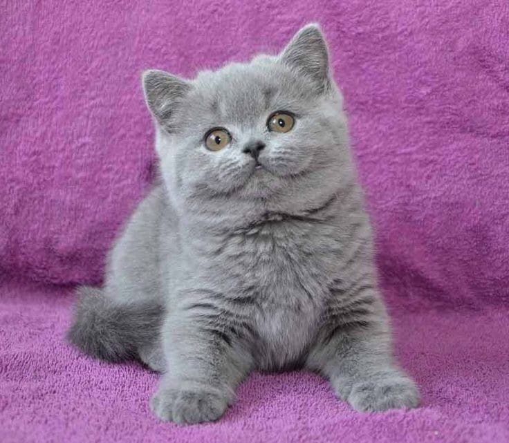 Продам породистых котят