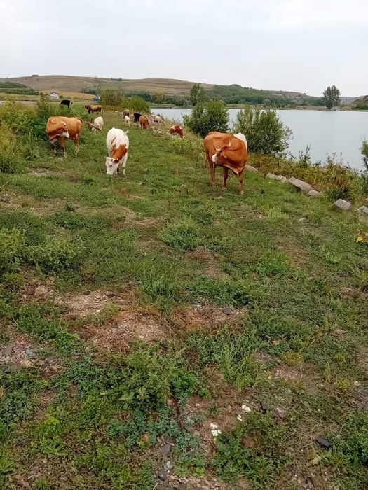 Vaci de vânzare pe alese