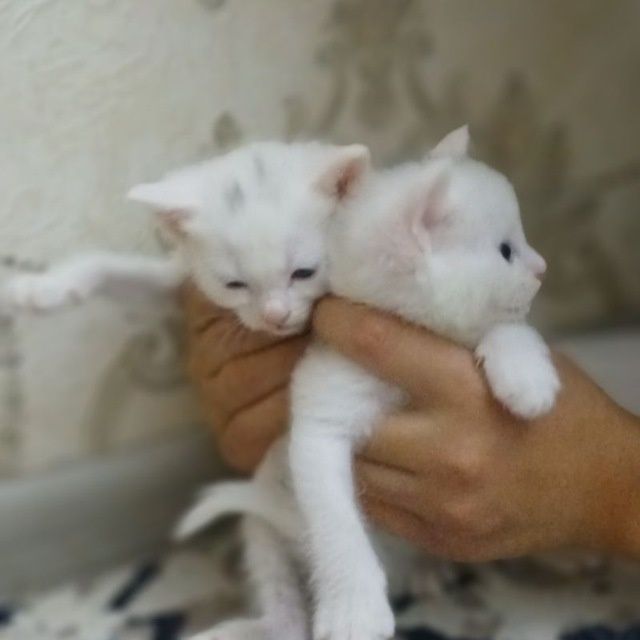 Котята  хорошие руки