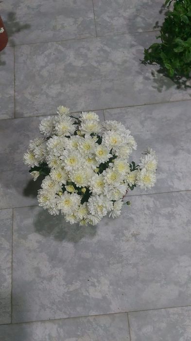 Хризантема глобус