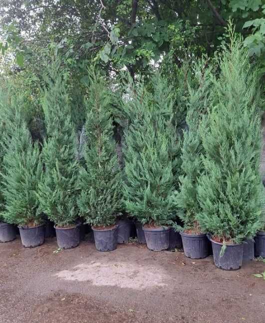 Plante Ornamentale Leylandii Cupressocyparis