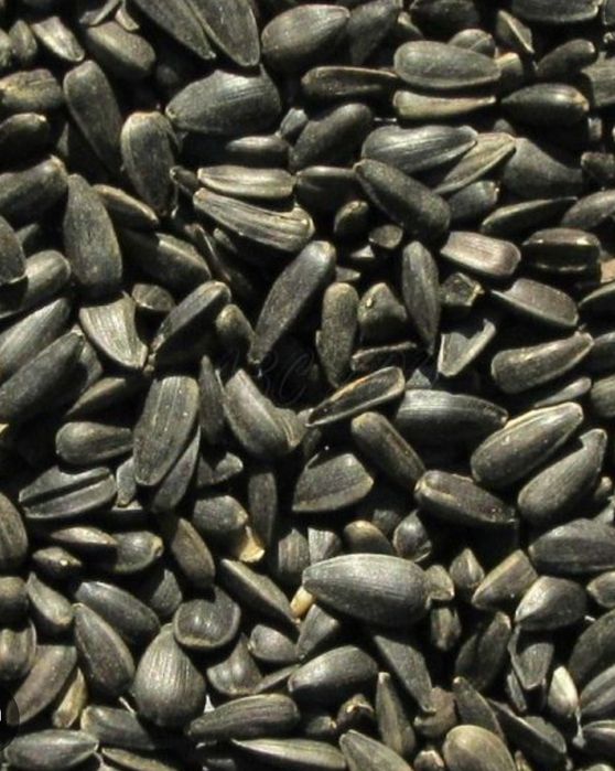 Vand floarea soarelui