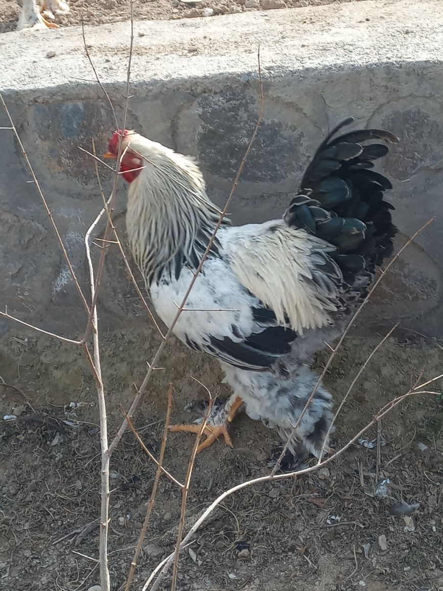 Brama xo'rozlar sotiladi