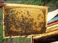 Продам хорошие пчелопакеты
