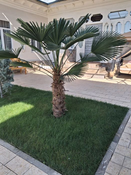 Palma guli eng qimmat sortida