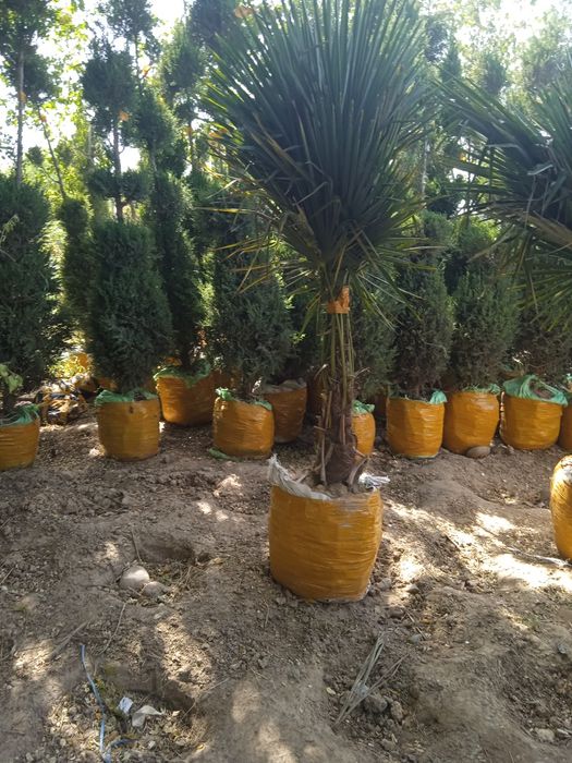 Арча гул кучатлари