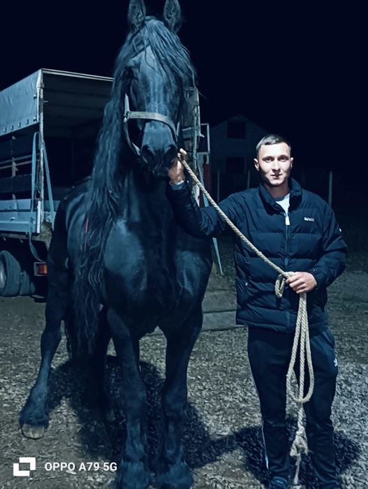 Armăsari de vânzare.