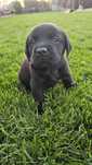 Labrador Retriever Pedigree tip A