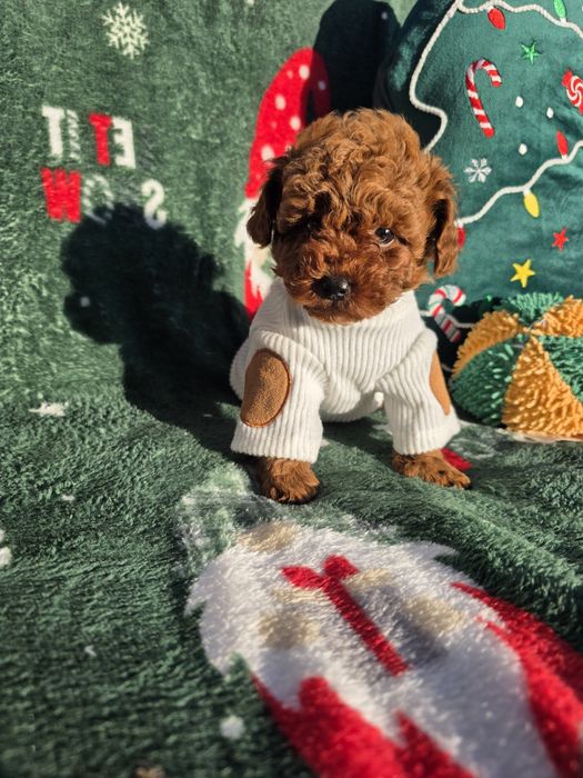 Запазено! Пудел той/Toy poodle/Момчета 100% той