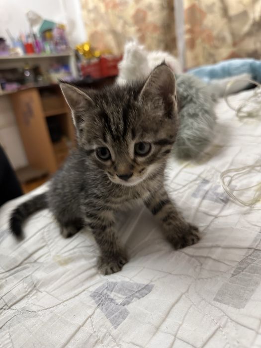 Отдаем котят в добрые руки