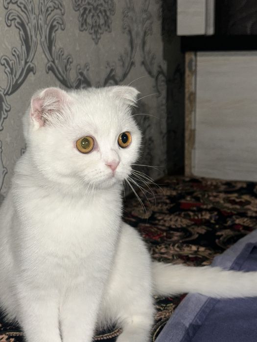 Scottish fold sotiladi srochno