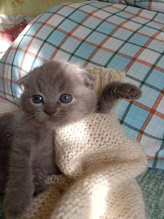 Котята Шотландской вислоухой
