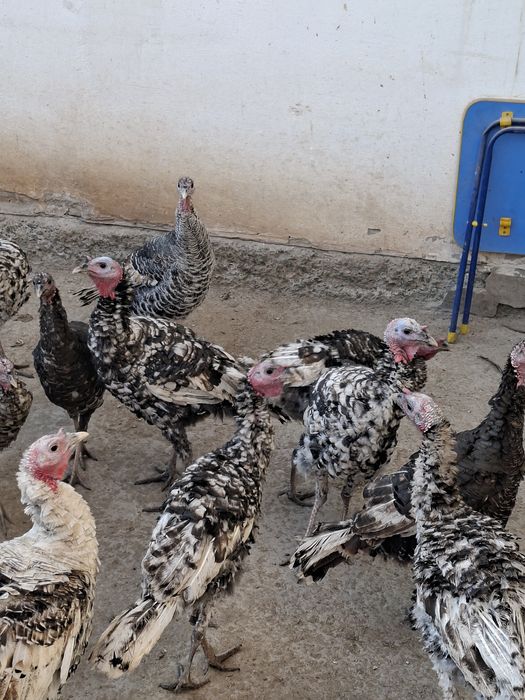 Induklar sotiladi narxi kelishiladi