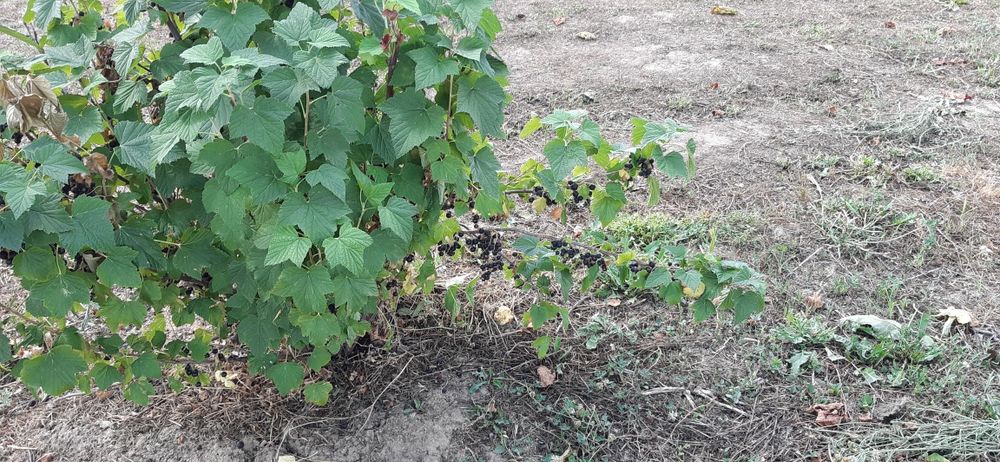 Sirop și Vi de coacăze negre