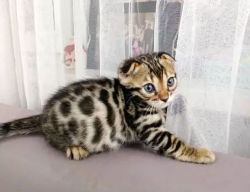 Бенгальская вислоухая кошечка,1 ,5мес,привита,F-3,доки и доставка по К