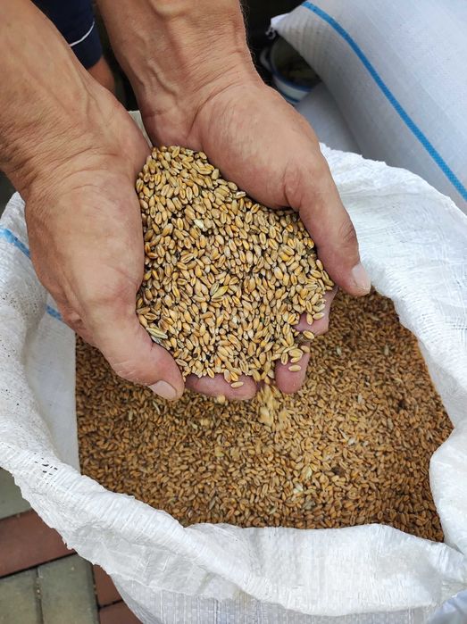 Grâu producție 2025