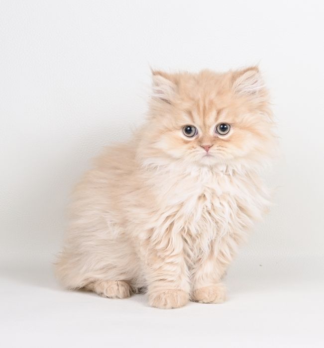 Pisicuța British  Longhair cream cu pedigree