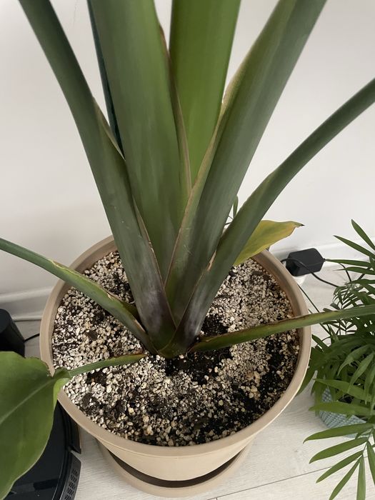 Strelitzia Nicolai planta de vanzare 170cm