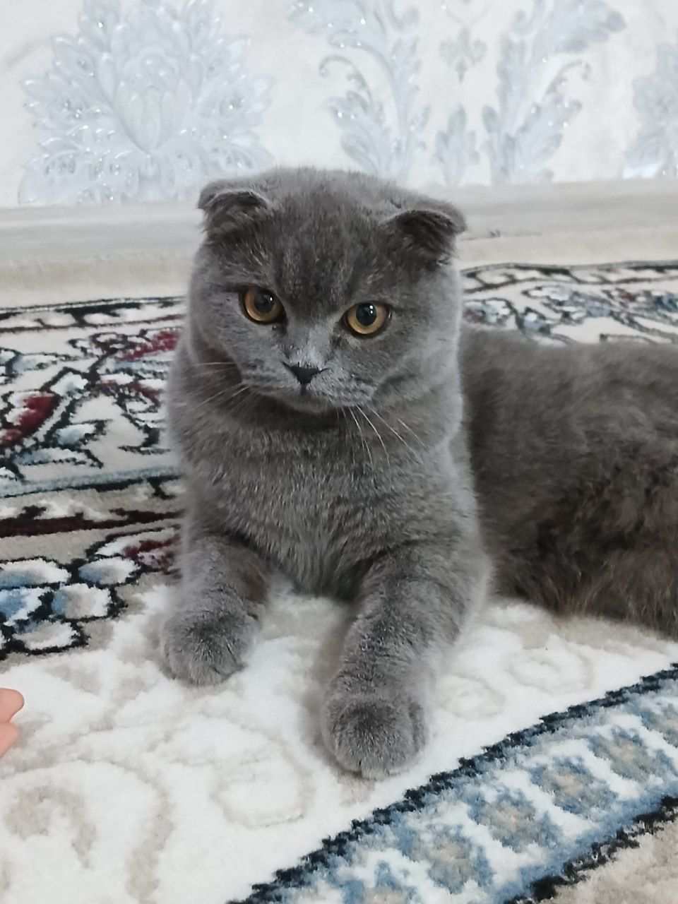 Кошка 7 месячная