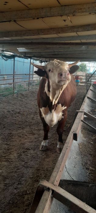 Girinfort buqa sotiladi