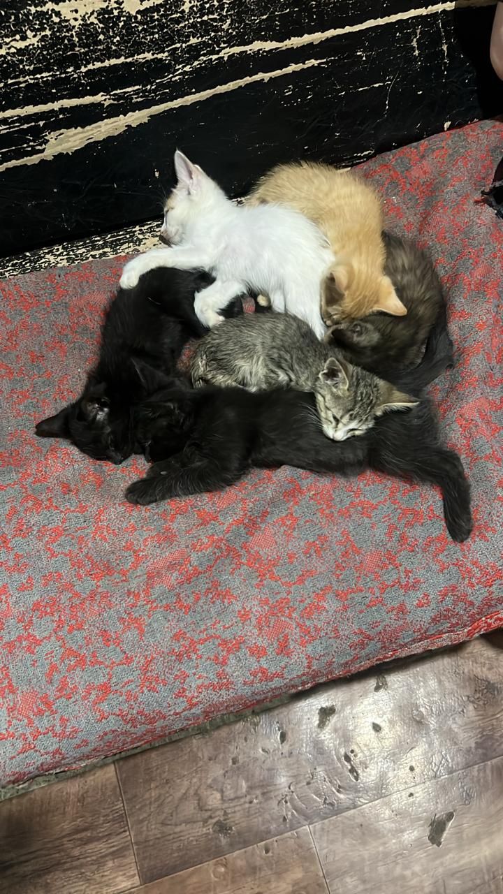 Котят подкинули,срочно