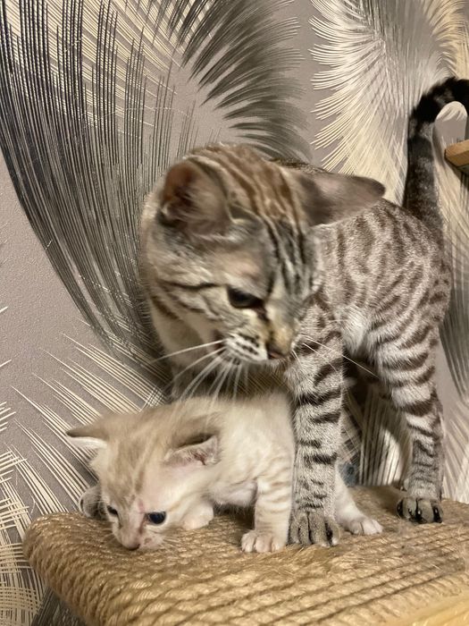 Отдам котенка в добрые руки