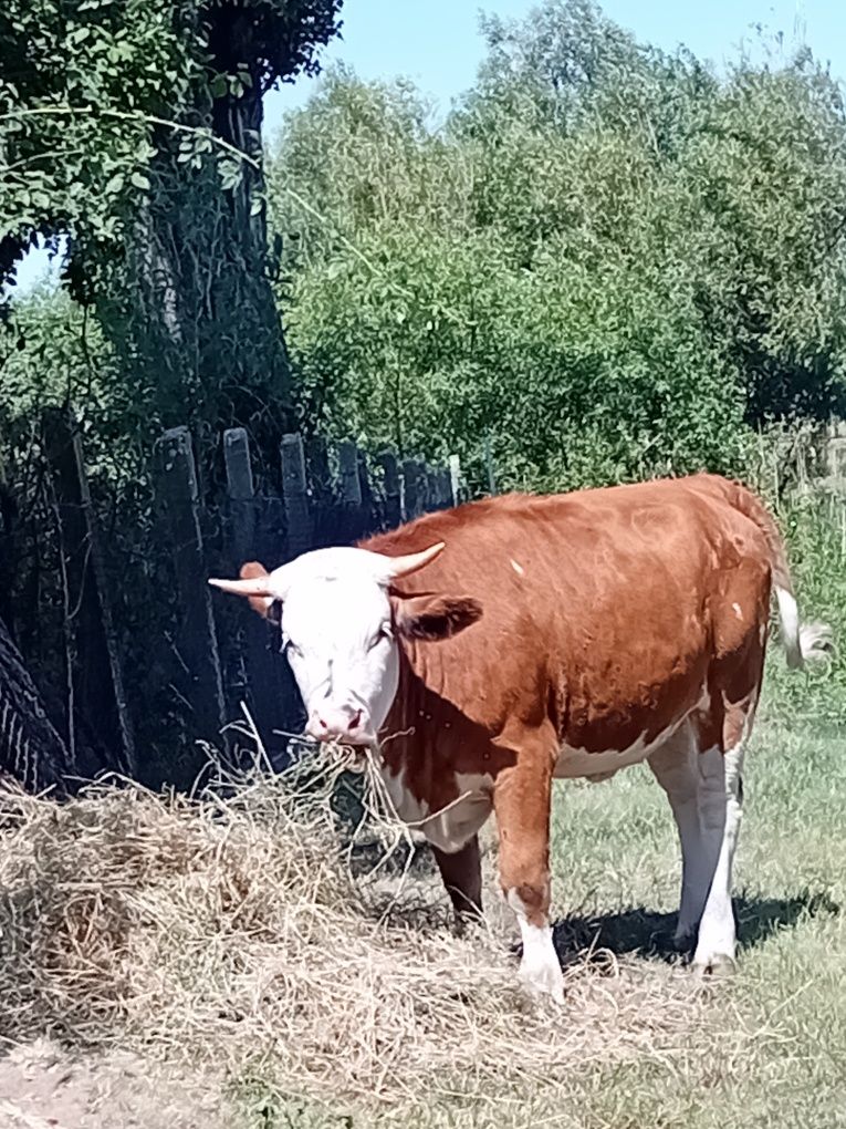 Vând vitea balțată
