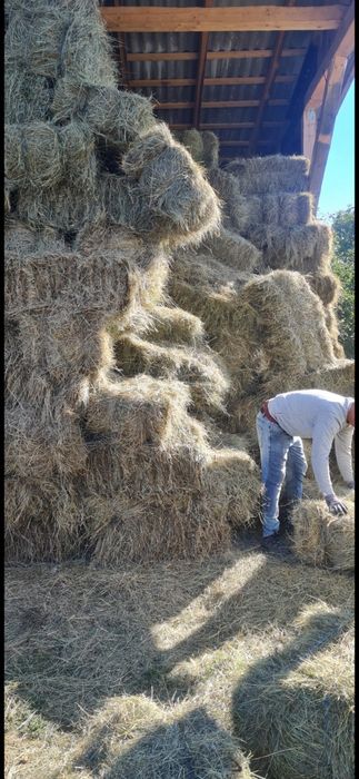 Baloti rotunzi Lucerna sau Fan.min.40.Sau drept.500.La TIR>RO.INCLUS