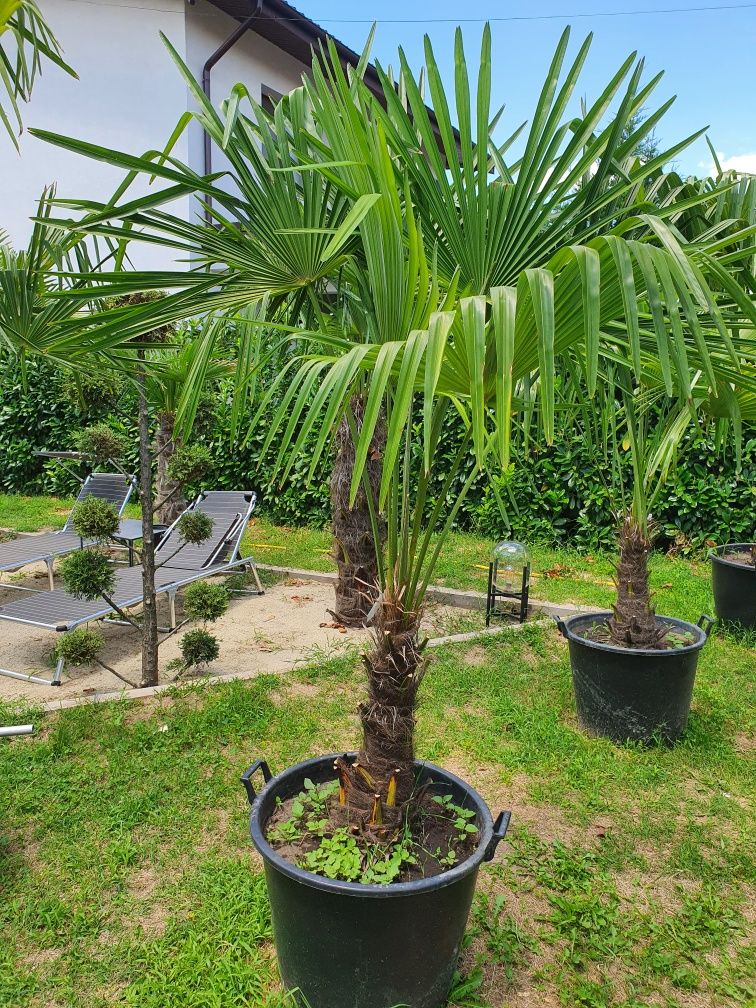 Palmieri trachycarpus fortunei