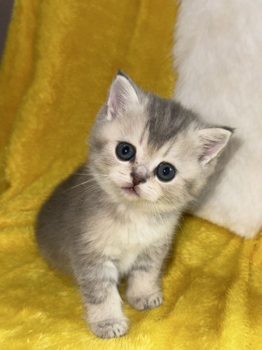 вязка коты Шиншиллы Мираж и Снежок