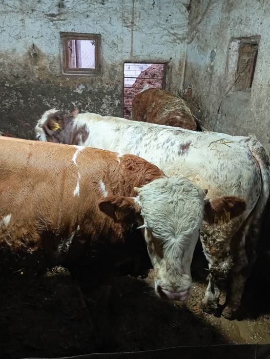 Vând 6 viței de 280_300 kg