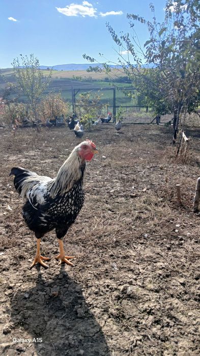 Vand gaini si cocosi de rasa