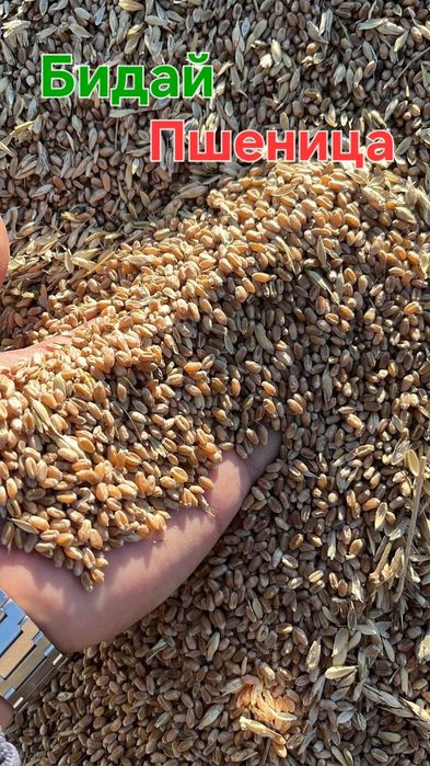 Бидай. Пшеница в мешках и россыпью.