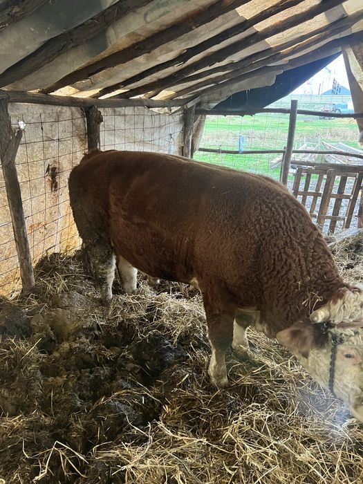 Vand taur in jur de 800kg