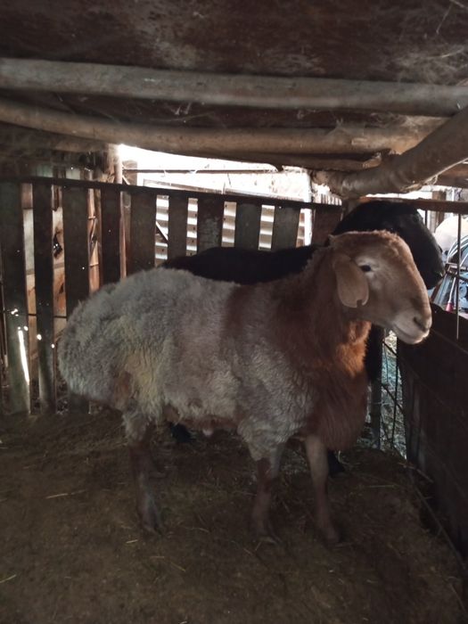 Бараны Арашан Эдилбай