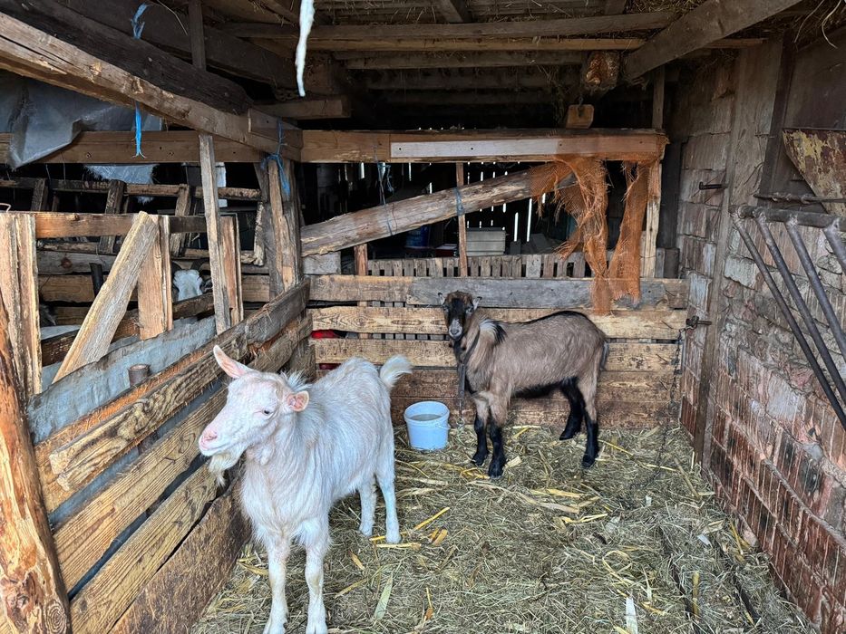 Vând capre și iezi