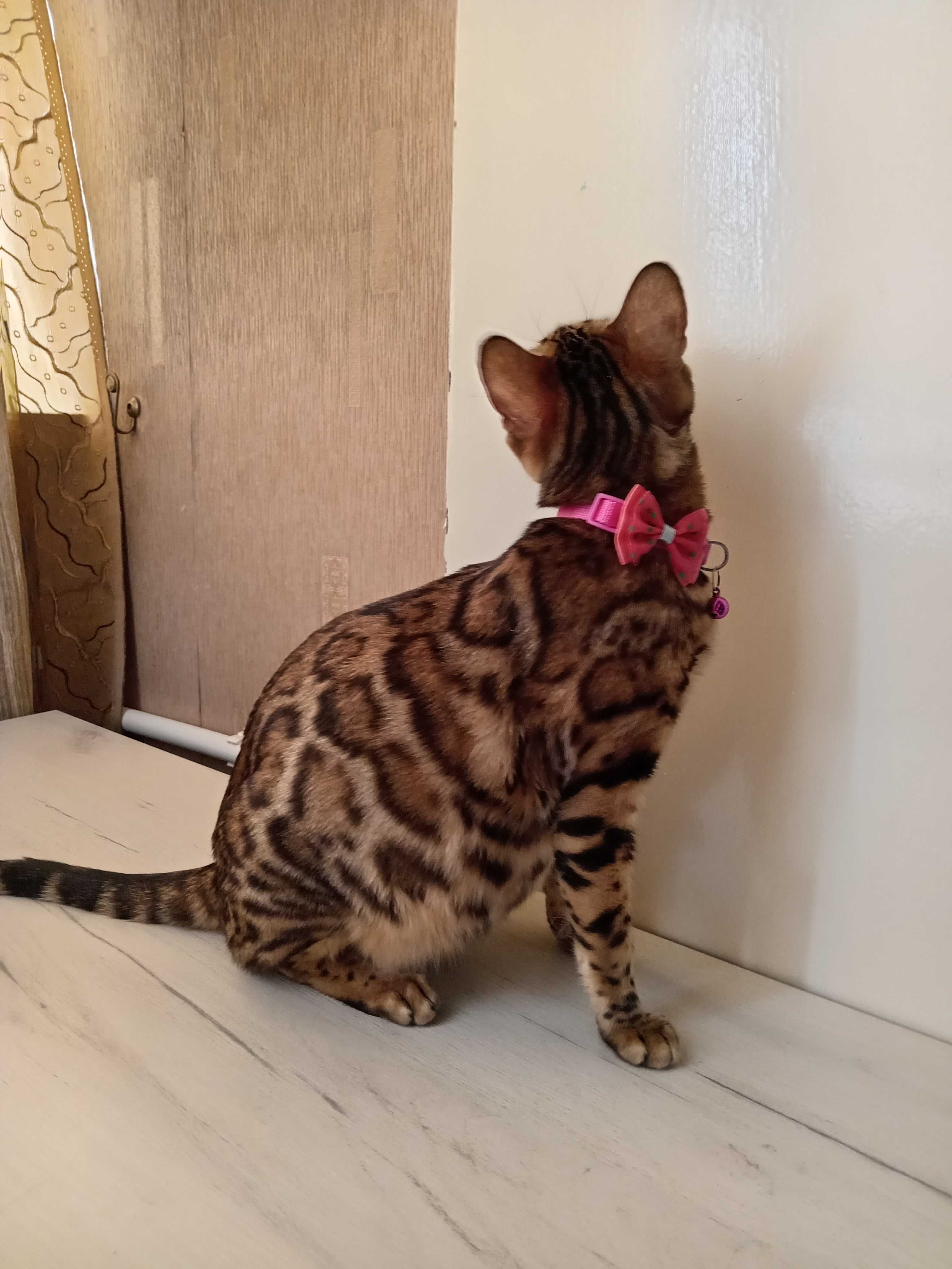 Бесплатно котята