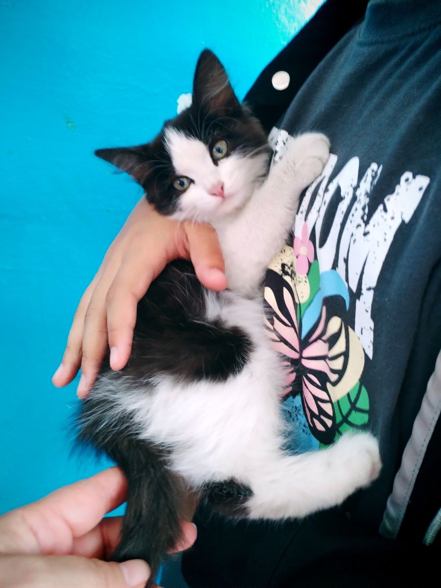 Котёнок - девочка!