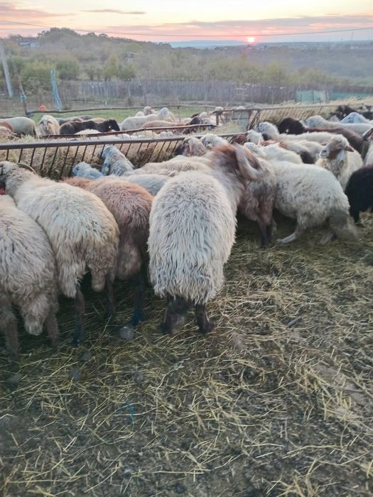 Vand oi caracul 290de bucati