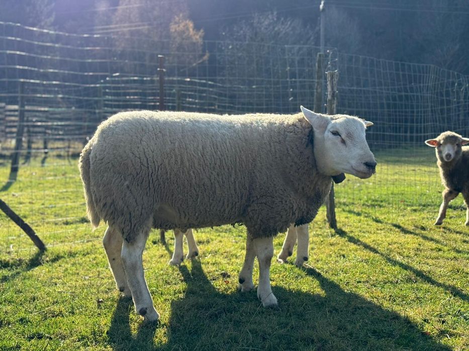 Vând berbec rasa texel original de un an jumate