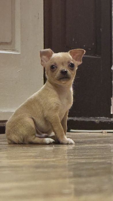 Мъжки и женски мини пинчери