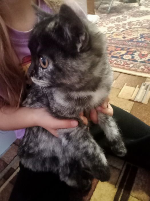 Отдам в добрые руки котят