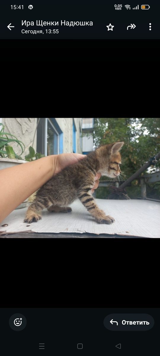 Котята ищут дом и любящих хозяев